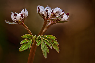 Harbinger of Spring ( Erigenia bulbosa)