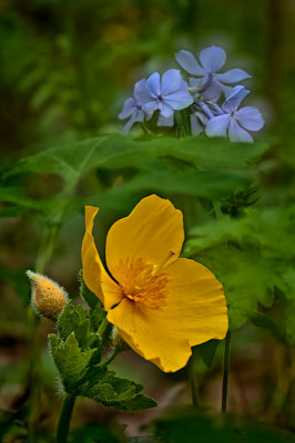 Celandine Poppy and Wild Sweet William