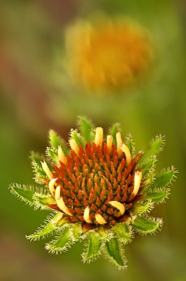 pale purple coneflowers