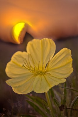 Missouri Evening Primrose