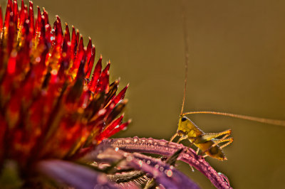 upon a Coneflower