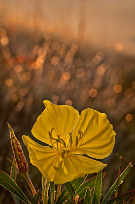 Dewy morning on the Glade