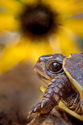 Who me! Eating the flowers?