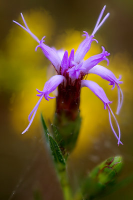 Scaley Blazing Star