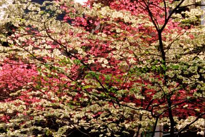 Dogwood trees in Bloom