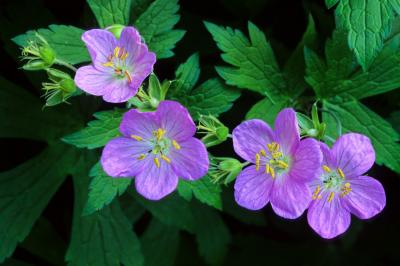 Wild Geranium