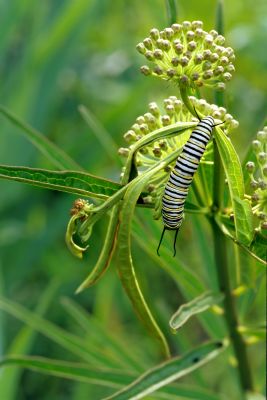 Milk Weed