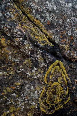 colourful lichen patterns