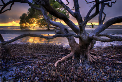 Mangrove Tree; from the edge of the swamp