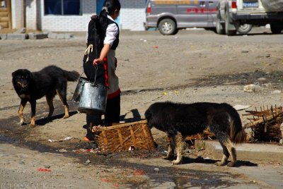 Tibetan mastiffs