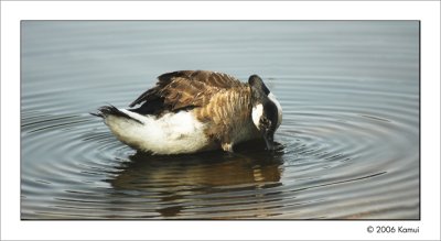 Small Pebble in a Big Beautiful Pond