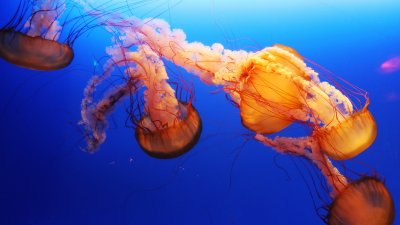 Spectacular sea jelly