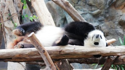 Panda lazed at home