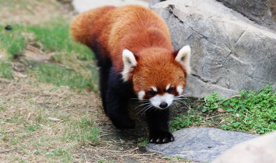 Lovely Red Panda