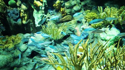 Mini sea ecosystem