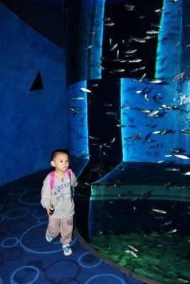 Giant aquarium with countless fish