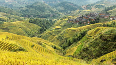 Gallery 1: Longji Rice Terrace