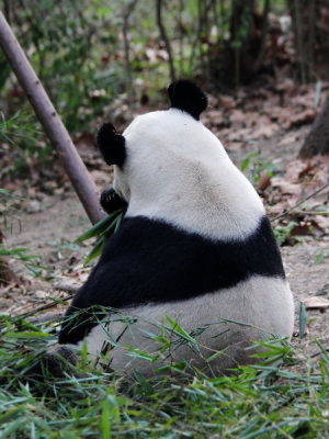 Chengdu Research Base of Giant Panda Breeding (Jan 2012)