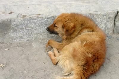 IMG_4790_resize.jpg