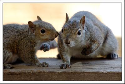 Family Life of Squirrels