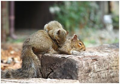 Baby squirrel learns to rock