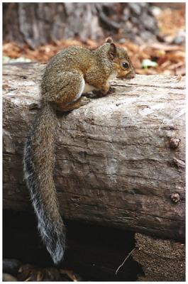 baby squirrel 1