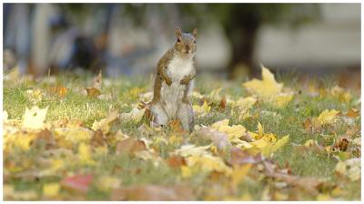 squirrel in autumn leaves