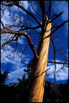 0308rvp_rocky_tree.jpg