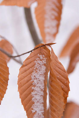 Leaves and snow