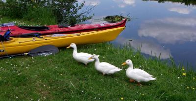 ducks are going to paddle