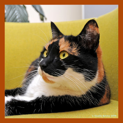 redwhiteblack cat 1