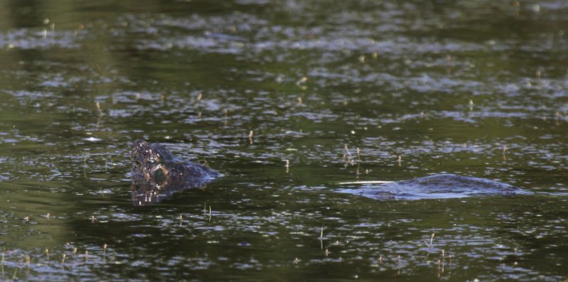 Snapping Turtle