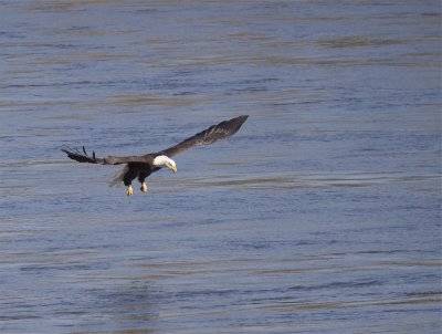 conowingo_dam