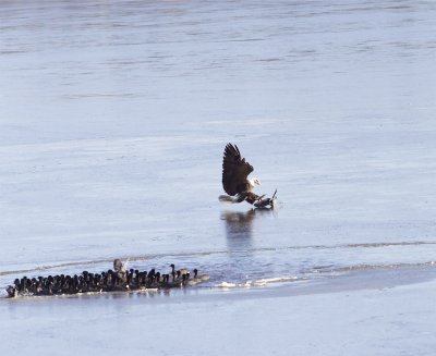 Bald Eagle and American Coots