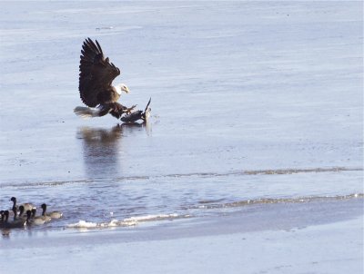 Eagle and Coot