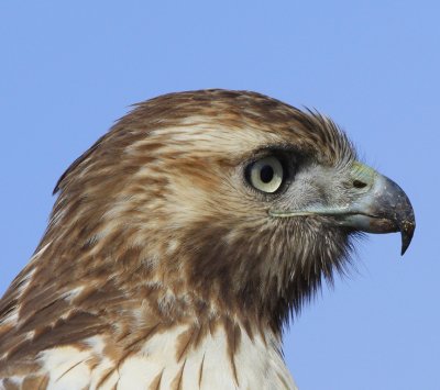 Red Tailed Hawk