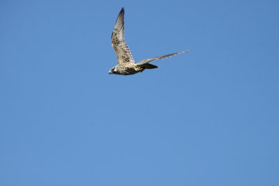 Peregrine Falcon