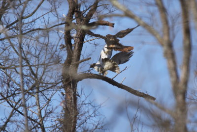 Red Tailed Hawk and ?