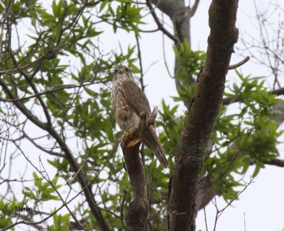 Hawks, Peregrine Falcon and Merlin