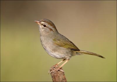 olive sparrow