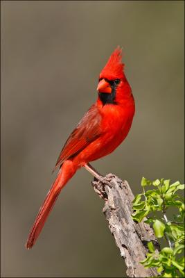 roma cardinal