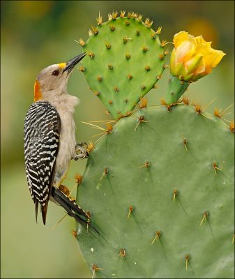 golden-fronted woodpecker