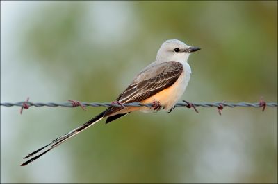 scissor-tailed flycatcher on barbed wire