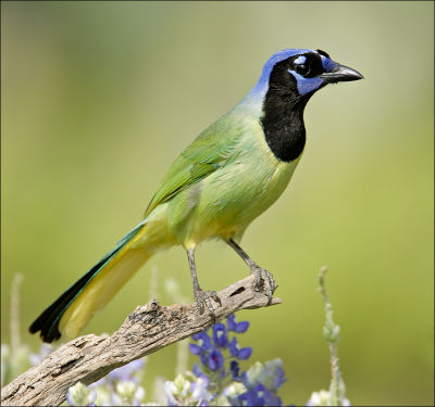 green jay with bluebonnets