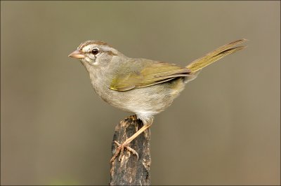 olive sparrow