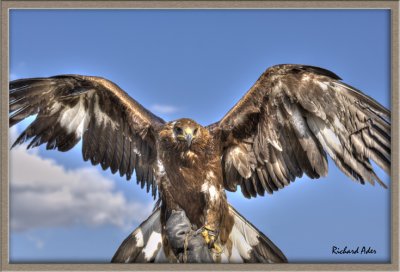 Eagle