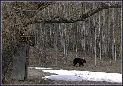 First Bear of 2011