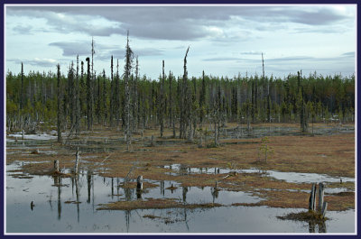 Swamp, Amanita Lake area, North Fraser Road