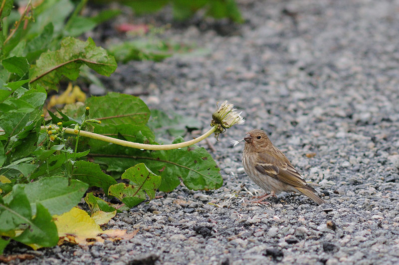 Common Rosefinch