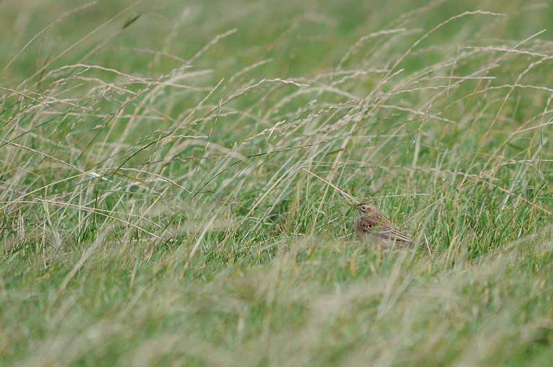 Richards Pipit